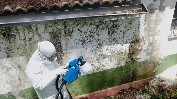 Trusted Black Mold Removal service in Chelsea, MA - Cheap Mold Removal